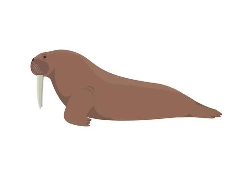 Vector walrus pinniped Stock Illustration