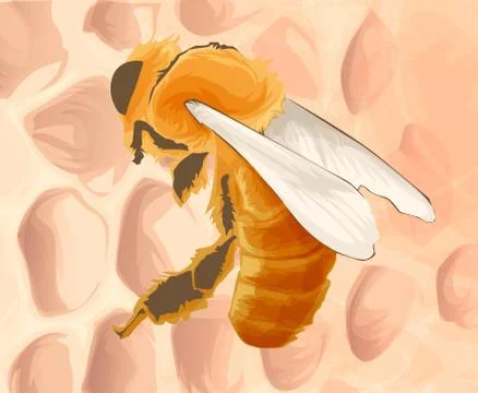 Vector Wasp, insect vector, color drawing. Wildlife illustration Stock Illustration