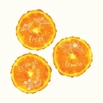 Vector watercolor orange slice circles, hand drawn doodle elements. Illustrazione stock