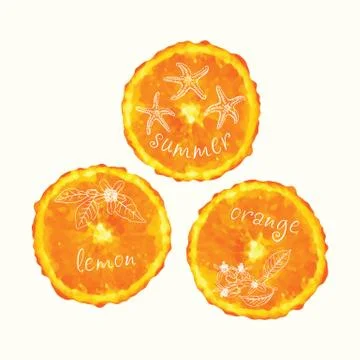 Vector watercolor orange slice circles, hand drawn doodle elements. Illustrazione stock