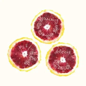 Vector watercolor orange slice circles, hand drawn doodle elements. Illustrazione stock