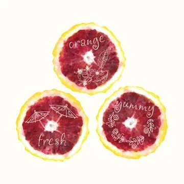 Vector watercolor orange slice circles, hand drawn doodle elements. Illustrazione stock