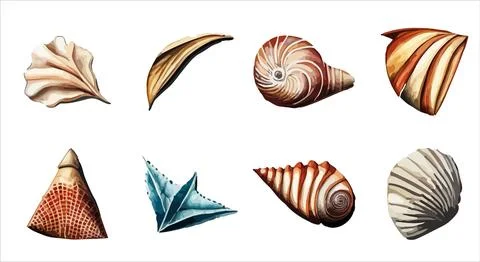 Vector Watercolor set of seashells on white background for summer, ocean design. Stock Illustration