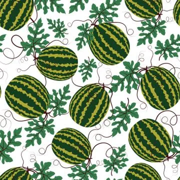 Vector watermelon pattern on white background. Summer fruit. Stock Illustration