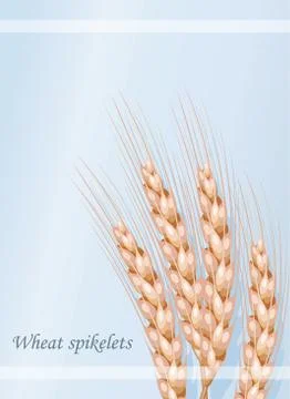 Vector wheat on a blue background. Card. Colorful vector illustration Stock Illustration
