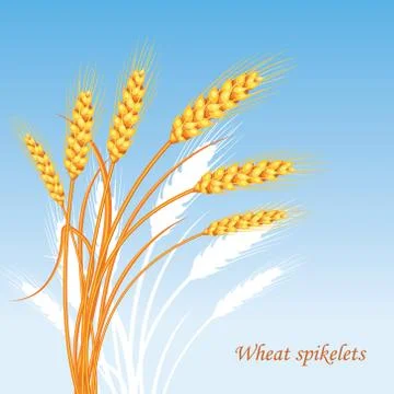 Vector wheat on a blue background. Colorful vector illustration Stock Illustration