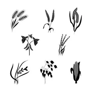 Vector wheat ears black silhouette icon organic Stock Illustration