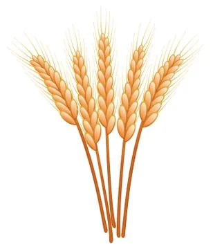 Vector wheat ears Stock Illustration
