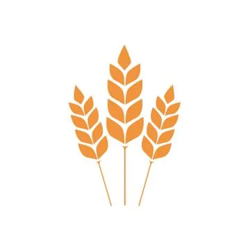 Vector wheat ears spikelets with grains. Realistic oat bunch, yellow sereals  Stock Illustration