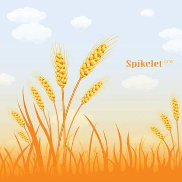 Vector wheat in a field background. Colorful vector illustration Stock Illustration