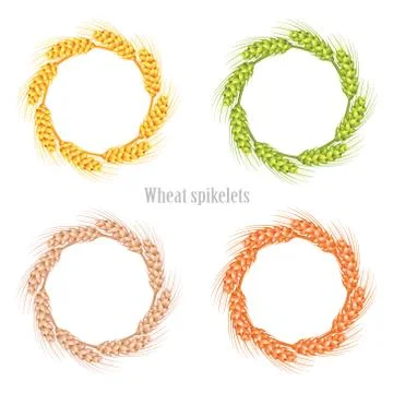 Vector wheat in the shape of a circle on a white background isolated. Vector. Stock Illustration