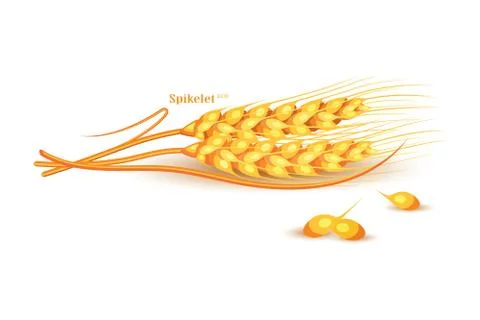 Vector wheat on white background. Colorful vector illustration Stock Illustration