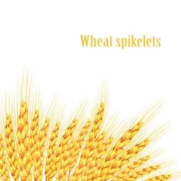 Vector wheat on white isolated background. It goes to create unusual postcard Stock Illustration