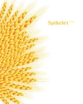 Vector wheat on white isolated background. It goes to create unusual postcard Stock Illustration