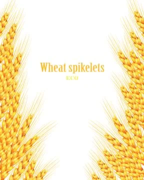 Vector wheat on white isolated background. It goes to create unusual postcard Stock Illustration