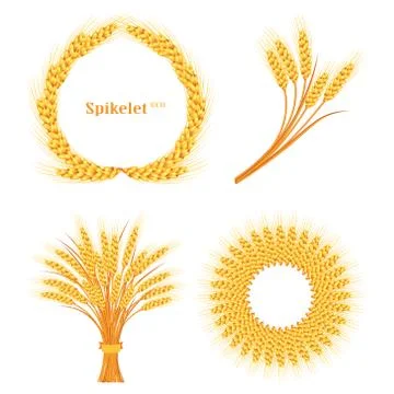 Vector wheat on white isolated background. Vector illustration Stock Illustration