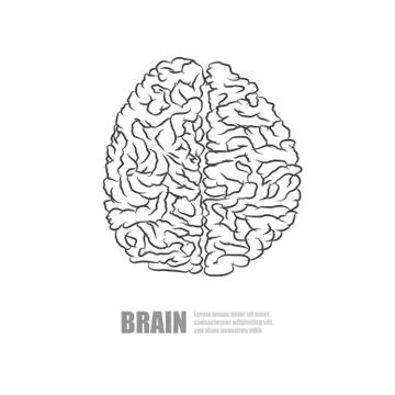 Vector : White brain on white background Stock Illustration