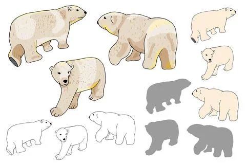 Vector white polar bears set isolate on white background. Bear Silhouettes on Stock Illustration