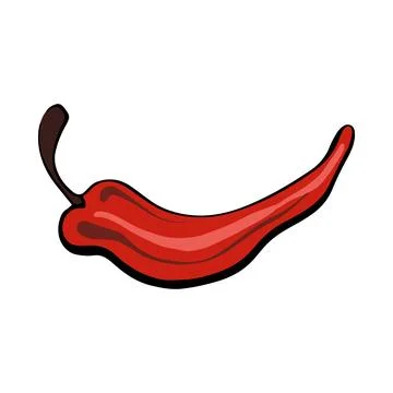 Vector Whole pepper chilli. Vintage hatching color illustration. Stock Illustration