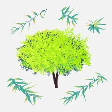 Vector willow tree and branches with leaves. Illustrazione stock