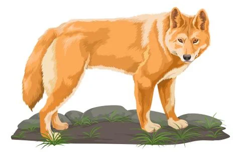 Vector of wolf. Stock Illustration