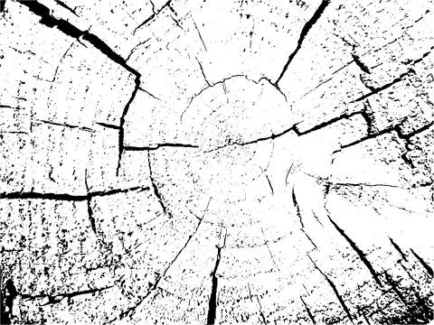 Vector wood texture on white background. Cross section of stump Stock Illustration