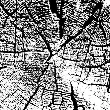 Vector wood texture on white background. Cross section of stump Stock Illustration