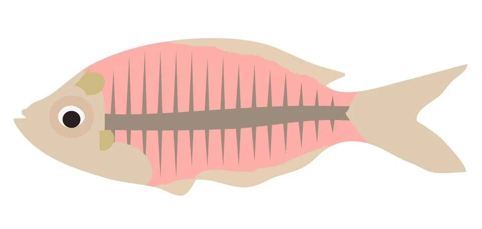 Vector X-Ray Fish Stock Illustration