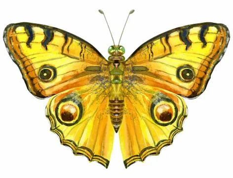 Vector yellow butterfly with black spots, isolated on white Stock Illustration