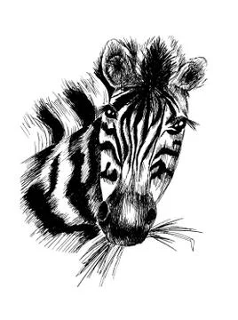 Vector zebra in eps Illustrazione stock