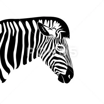 Vector of an Zebra head on a white background. Wild Animals. Stock Illustration