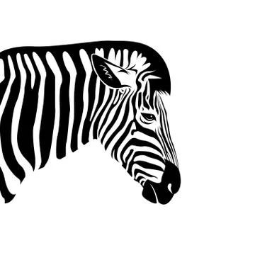 Vector of an Zebra head on a white background. Wild Animals. Stock Illustration