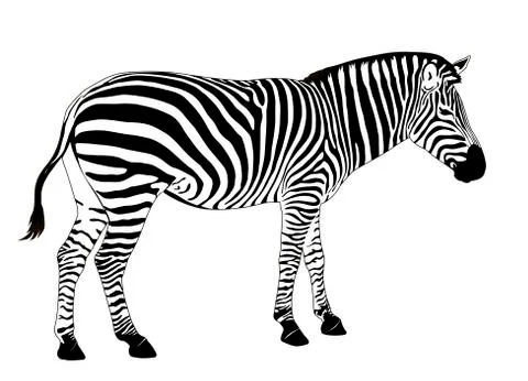 Vector Zebra Stock Illustration