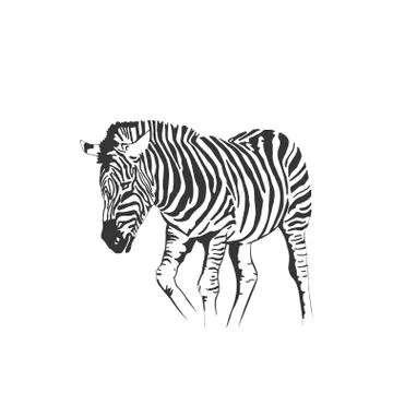 Vector zebra standing isolated on white background, graphical sketch Stock Illustration