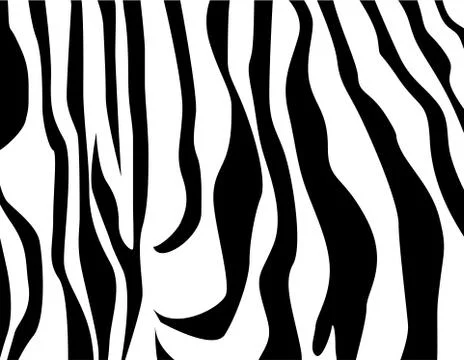 Vector zebra texture Black and White 스톡 일러스트