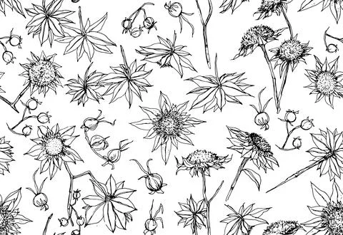 Vectorized black line flower vector pattern on white background, dried flow.. Stock Illustration