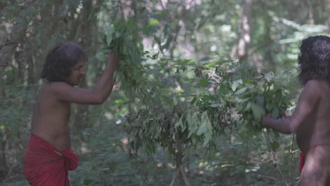 Vedda men perform a ritual dance in the forest. Traditional lifestyle, and Stock Footage 317895486