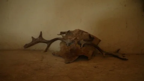 Вeer horns Stock Footage 74330845