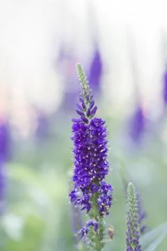 Veeronica flower Stock Photos