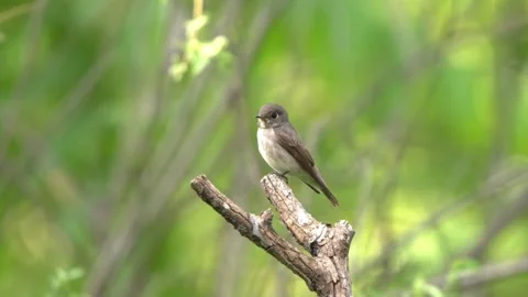 Veery bird closeup Stock Footage 335662136