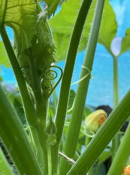 VEG PLOT CLOSE UP TENDRILS Stock Photos