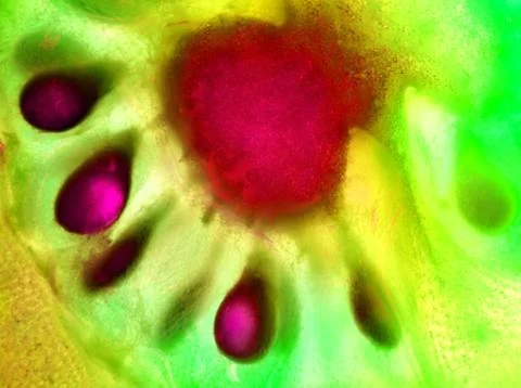 Vegan abstract background. Foto stock