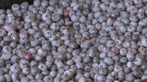 Vegan and vegetarian concept. Stock-Footage 290066485