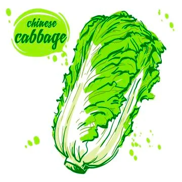 Vegan Chinese cabbage Stock Illustration