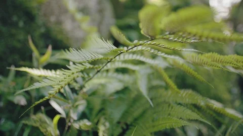 Vegatation in the forest Stock Footage 111744426