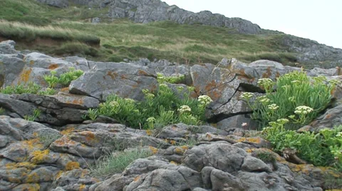 Vegatation on a rock Stock Footage 34412691