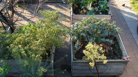 Vegeable Planters Stock Footage 115107698