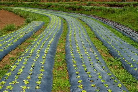 Vegetabe garden Foto stock