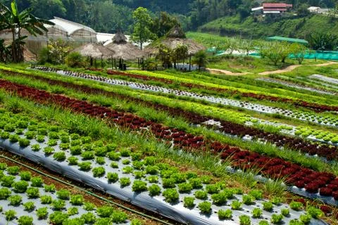 Vegetabe garden Stock Photos