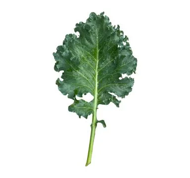 Vegetable-01 Stock Photos